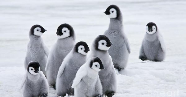 Des scientifiques disent que des milliers de poussins de manchots empereurs de l'Antarctique ont été exterminés