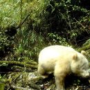 Un panda albinos a été photographié dans une réserve naturelle chinoise