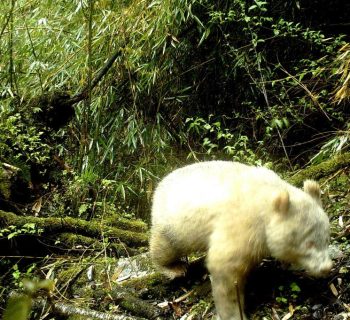 Un panda albinos a été photographié dans une réserve naturelle chinoise