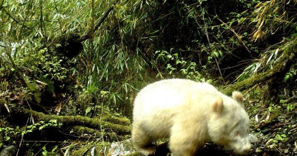 Un panda albinos a été photographié dans une réserve naturelle chinoise