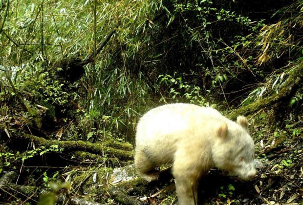 Un panda albinos a été photographié dans une réserve naturelle chinoise