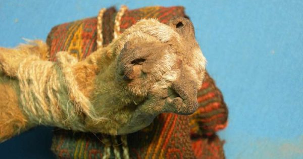 Des traces de drogues retrouvées dans une boîte rituelle sud-américain vieux de 1000 ans