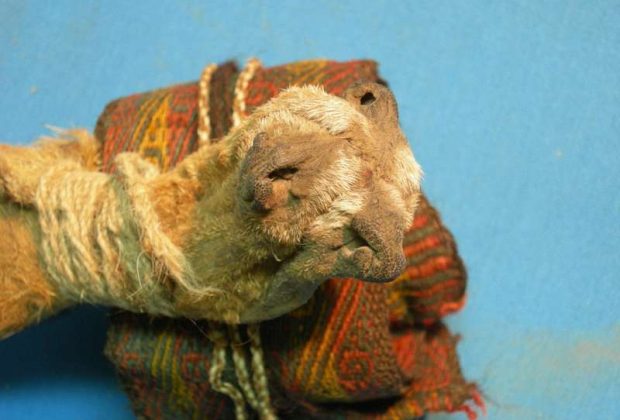 Des traces de drogues retrouvées dans une boîte rituelle sud-américain vieux de 1000 ans