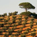 La crise de l'olivier en Italie s'intensifie à mesure de la propagation d'une maladie mortelle pour les arbres