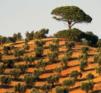 La crise de l'olivier en Italie s'intensifie à mesure de la propagation d'une maladie mortelle pour les arbres