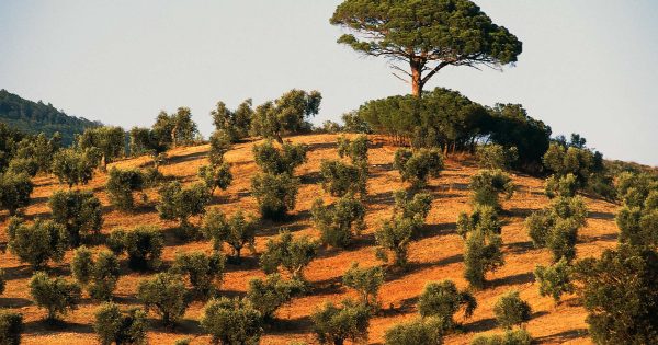 La crise de l'olivier en Italie s'intensifie à mesure de la propagation d'une maladie mortelle pour les arbres
