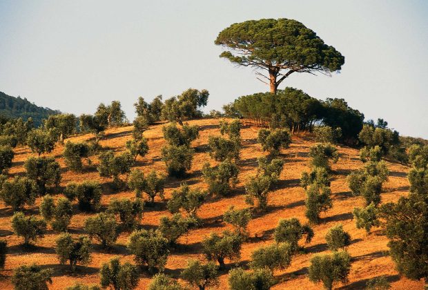 La crise de l'olivier en Italie s'intensifie à mesure de la propagation d'une maladie mortelle pour les arbres
