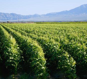 La Californie interdit un pesticide largement utilisé et lié à des lésions cérébrales chez les enfants