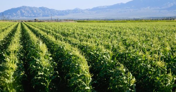 La Californie interdit un pesticide largement utilisé et lié à des lésions cérébrales chez les enfants