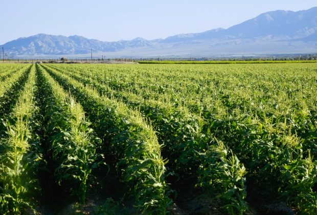 La Californie interdit un pesticide largement utilisé et lié à des lésions cérébrales chez les enfants